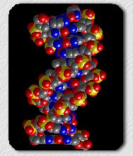 [Model struktury DNA]