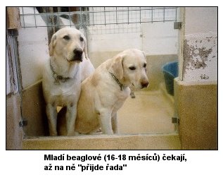 [Mladí beaglové (16-18 měsíců) čekají, až na ně přijde řada]